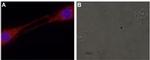 GDNF Antibody in Immunocytochemistry (ICC/IF)