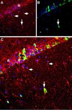 GDNF Antibody in Immunohistochemistry (Frozen) (IHC (F))