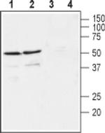 GFR alpha-4 (extracellular) Antibody in Western Blot (WB)