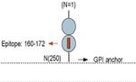 GFR alpha-4 (extracellular) Antibody