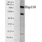 HSP105 Antibody in Western Blot (WB)