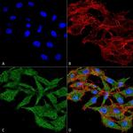 WDFY3 Antibody in Immunocytochemistry (ICC/IF)