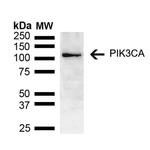 PIK3CA Antibody in Western Blot (WB)