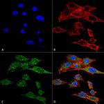 Rubicon Antibody in Immunocytochemistry (ICC/IF)