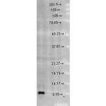 HSPE1 Antibody in Western Blot (WB)