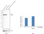 HSP70 Antibody in Western Blot (WB)