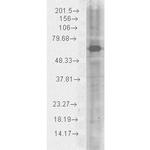 HSP70 Antibody in Western Blot (WB)