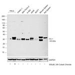 HO-1 Antibody in Western Blot (WB)