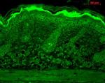 Calnexin Antibody in Immunohistochemistry (PFA fixed) (IHC (PFA))