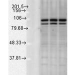 Calnexin Antibody in Western Blot (WB)