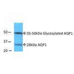 Aquaporin 1 Antibody in Western Blot (WB)