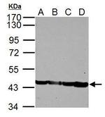 Skeletal Muscle Actin Antibody in Western Blot (WB)