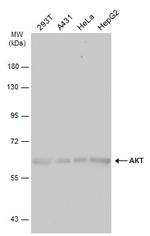 AKT Pan Antibody in Western Blot (WB)