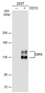 CD13 Antibody in Western Blot (WB)