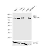 CD13 Antibody in Western Blot (WB)