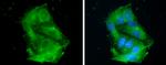 ApoC3 Antibody in Immunocytochemistry (ICC/IF)