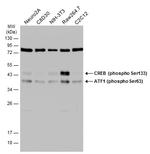 Phospho-ATF1 (Ser63) Antibody in Western Blot (WB)
