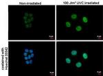 ATF3 Antibody in Immunocytochemistry (ICC/IF)