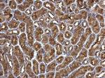 ATP6V1B2 Antibody in Immunohistochemistry (Paraffin) (IHC (P))