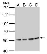 ATP6V1B2 Antibody in Western Blot (WB)