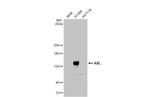 Axl Antibody in Western Blot (WB)