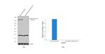 Blooms Syndrome Antibody in Western Blot (WB)