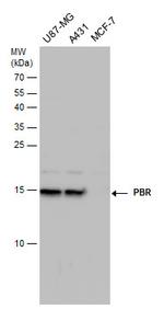 TSPO Antibody in Western Blot (WB)