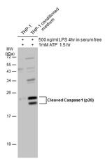 Caspase 1 (cleaved Asp297) Antibody in Western Blot (WB)