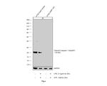 Caspase 1 (cleaved Asp297) Antibody in Western Blot (WB)