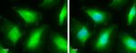 Caspase 8 Antibody in Immunocytochemistry (ICC/IF)