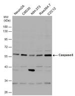 Caspase 8 Antibody in Western Blot (WB)