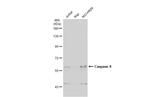 Caspase 8 Antibody in Western Blot (WB)