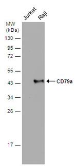 CD79a Antibody in Western Blot (WB)