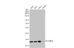 CDK1 Antibody in Western Blot (WB)