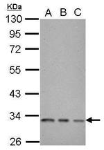 CDK1 Antibody in Western Blot (WB)