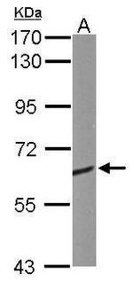 CRMP1 Antibody in Western Blot (WB)