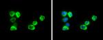 Cystatin A Antibody in Immunocytochemistry (ICC/IF)