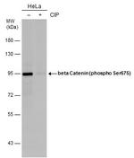 Phospho-beta Catenin (Ser675) Antibody in Western Blot (WB)