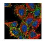 beta Catenin Antibody in Immunocytochemistry (ICC/IF)