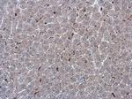 NOX2 Antibody in Immunohistochemistry (Paraffin) (IHC (P))