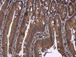 DHCR7 Antibody in Immunohistochemistry (Paraffin) (IHC (P))