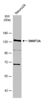 DNMT3A Antibody in Western Blot (WB)