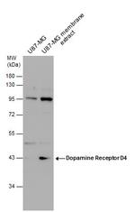 DRD4 Antibody in Western Blot (WB)