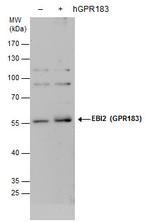 GPR183 Antibody in Western Blot (WB)