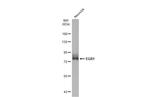 EGR1 Antibody in Western Blot (WB)