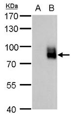 EGR1 Antibody in Western Blot (WB)