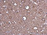 Epo Antibody in Immunohistochemistry (Paraffin) (IHC (P))