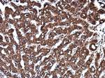 Epo Antibody in Immunohistochemistry (Paraffin) (IHC (P))