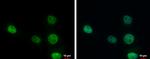 ERCC1 Antibody in Immunocytochemistry (ICC/IF)