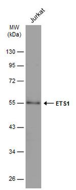 ETS1 Antibody in Western Blot (WB)